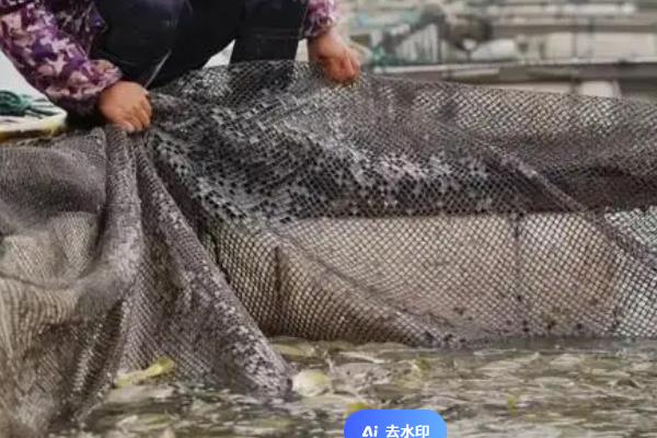 养殖黄花鱼喂养什么饲料，可选择小鱼、小虾以及扇贝类