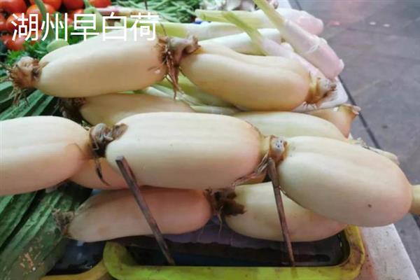 莲藕哪些品种比较好，鄂莲系列具有较高的品质