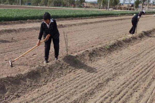 韭菜的种植方法，可有性繁殖也可以无性繁殖