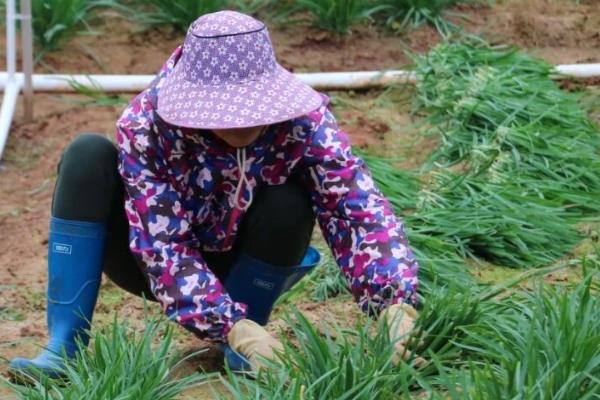 韭菜的种植方法，可有性繁殖也可以无性繁殖