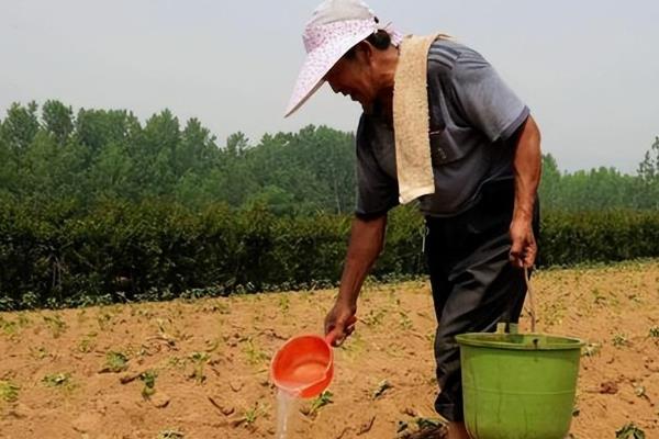作物为什么长势不佳，重茬、施肥不当、农药过量使用均会导致