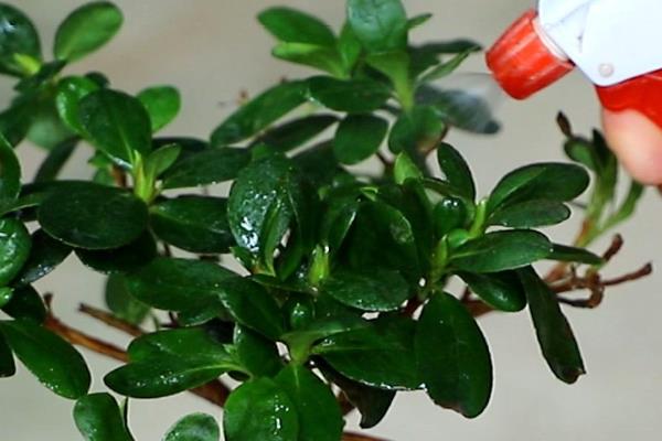 日本杜鹃花怎么养，喜欢冷凉的气候环境