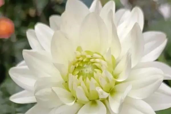 大丽花的开花时间，一般为5月份左右