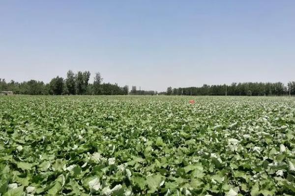 牛蒡的产地，主要分布于中国、西欧、克什米尔等地区