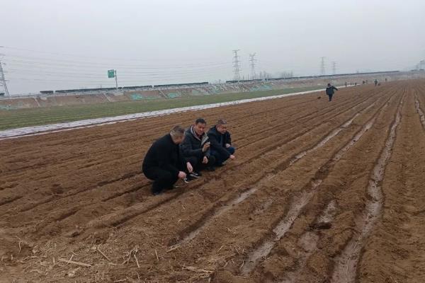 牛蒡的产地，主要分布于中国、西欧、克什米尔等地区