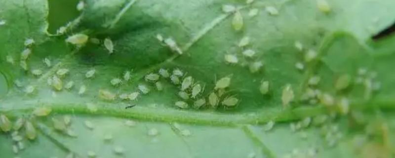 植物上的蚜虫如何防治，7-10天之间给植物喷1次药