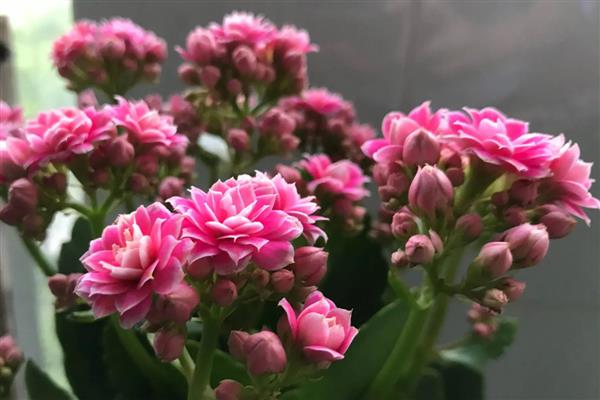 冬天长寿花怎样养才开花，需要为其提供充足的光照