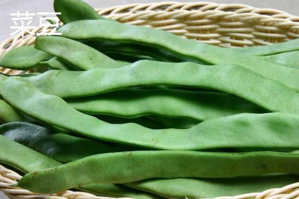 哪些蔬菜适合在3月份种植，包括空心菜、丝瓜、苋菜等品种