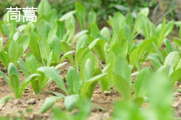哪些蔬菜适合在3月份种植，包括空心菜、丝瓜、苋菜等品种