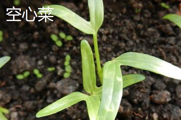 哪些蔬菜适合在3月份种植，包括空心菜、丝瓜、苋菜等品种