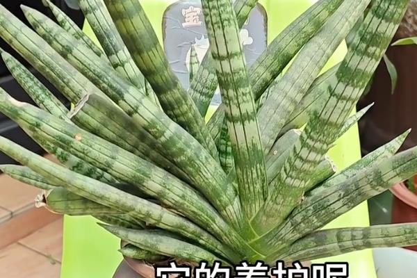 虎皮兰是不是兰花，是百合科虎尾兰属多年生草本观叶植物
