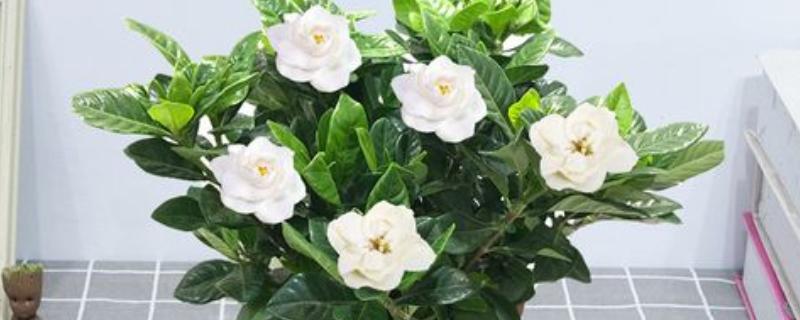 栀子花移盆后叶子蔫了怎么处理，可更换盆土或控制水分等