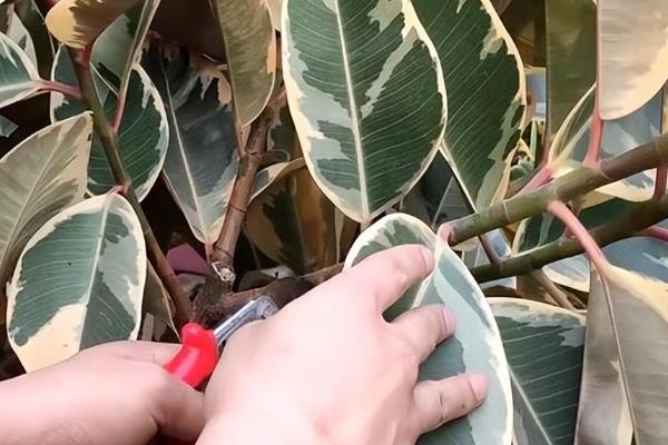 橡皮树怎么砍头，正常状态或较为胶状的橡皮树才适合砍头