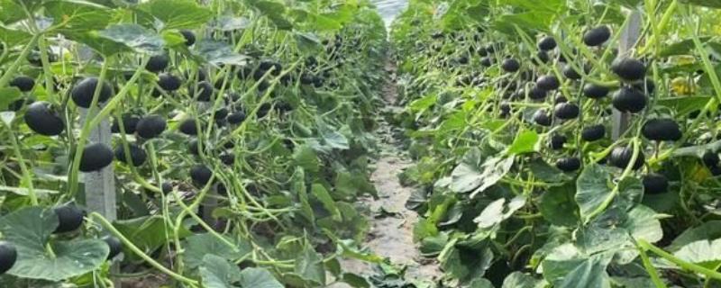 贝贝瓜的种植方法，合适的时间为3-4月份