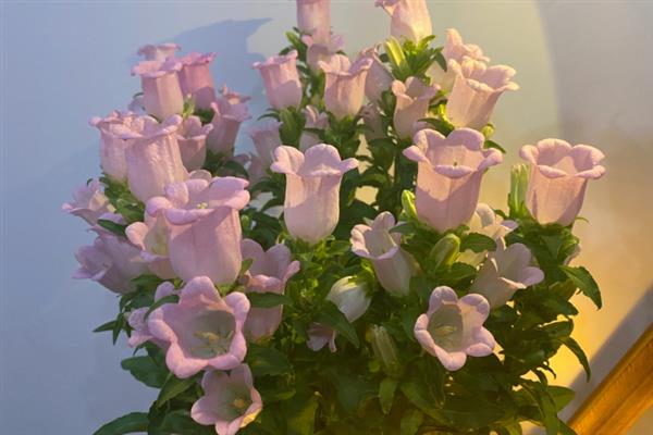 风铃花怎么养殖，冬季要将室温控制在10℃以上