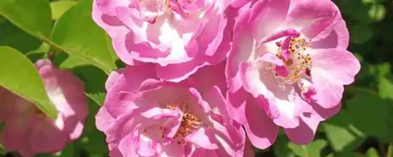 蔷薇从发芽到开花要多久，需要两年以上