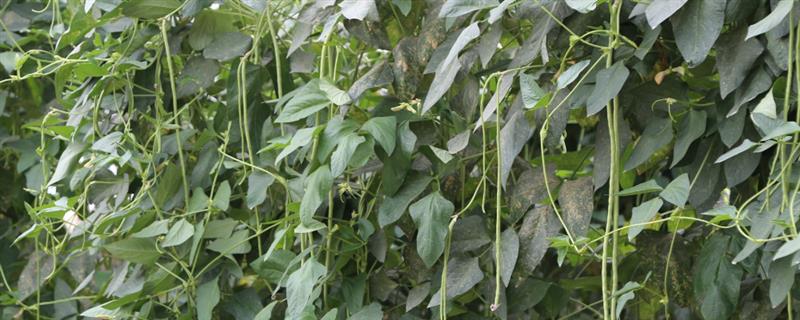 豇豆的种植技术，春季和秋季均可种植