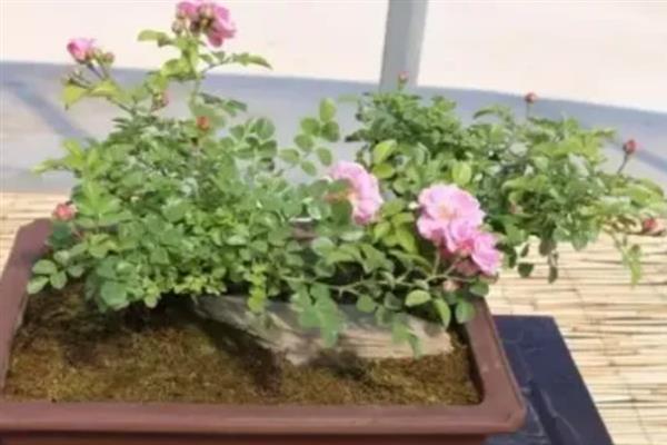 蔷薇从发芽到开花要多久，需要两年以上