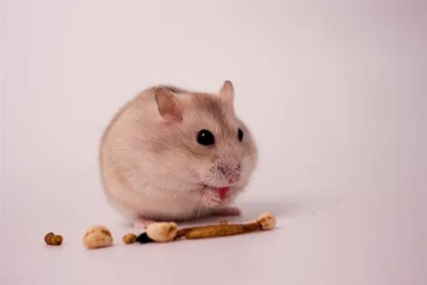 仓鼠的肚子为什么鼓鼓的，可能是过度进食、过度肥胖或长了肿瘤