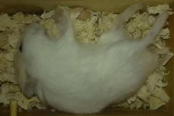 仓鼠的肚子为什么鼓鼓的，可能是过度进食、过度肥胖或长了肿瘤