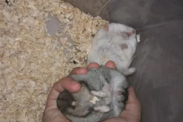 仓鼠的肚子为什么鼓鼓的，可能是过度进食、过度肥胖或长了肿瘤