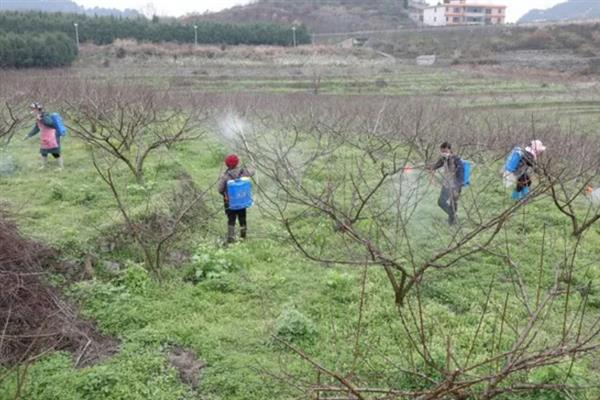 怎么防治果园中的绿盲蝽，多雨季节要注意排水降湿