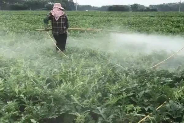 乙基多杀菌素有什么作用，可快速灭杀农业害虫