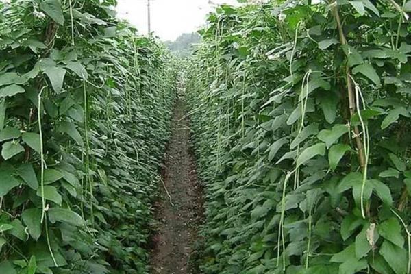 豇豆的种植技术，春季和秋季均可种植
