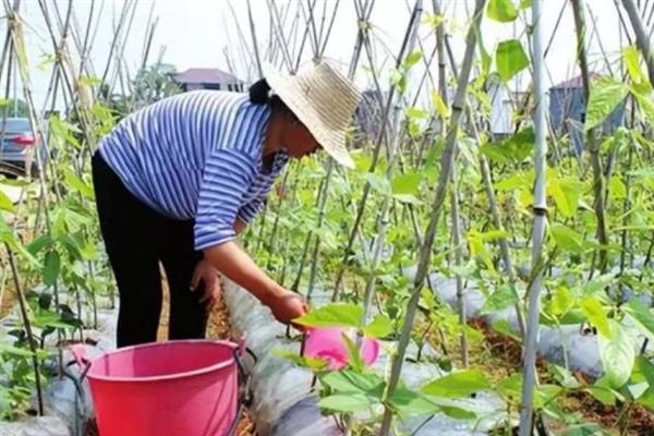 豇豆的种植技术，春季和秋季均可种植