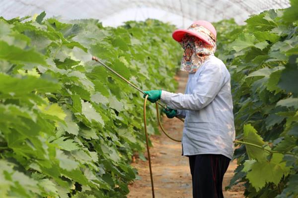 7月份怎么管理葡萄，果实着色初期要追施磷钾肥