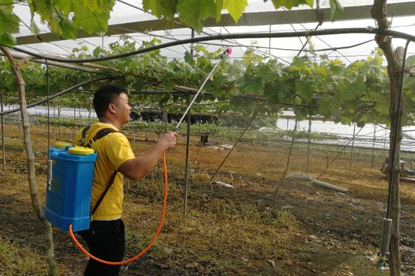 7月份怎么管理葡萄，果实着色初期要追施磷钾肥