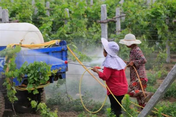 7月份怎么管理葡萄，果实着色初期要追施磷钾肥