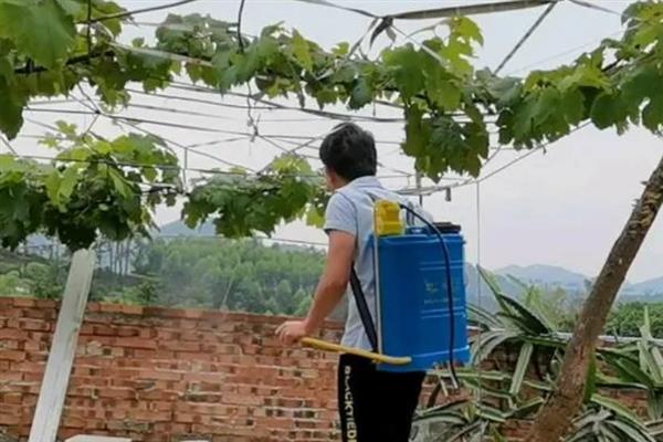 7月份怎么管理葡萄，果实着色初期要追施磷钾肥
