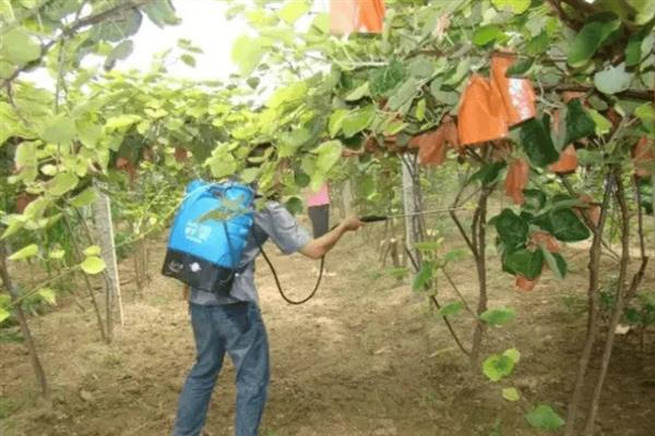 7月份怎么管理葡萄，果实着色初期要追施磷钾肥