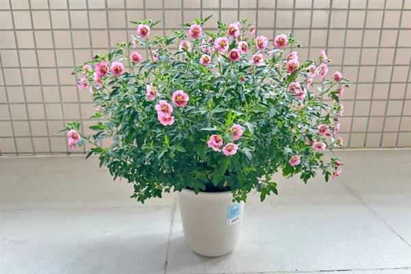 木槿冬天会掉叶子吗，木槿冬天会掉叶子