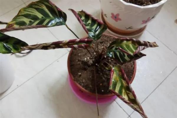 竹芋叶子尖发黄干枯的原因，可能是空气干燥或强光暴晒所致