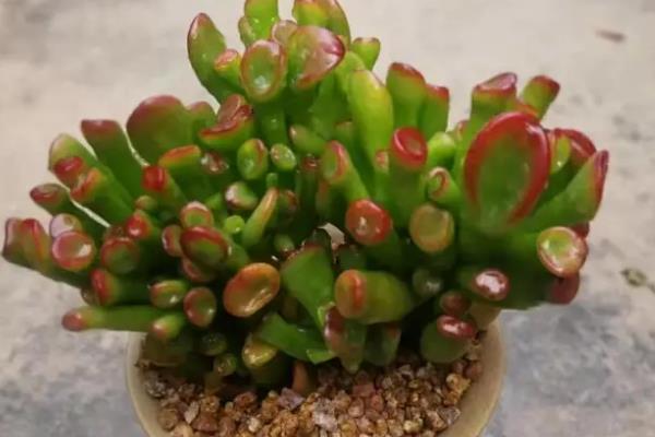 筒叶花月叶子变软如何处理，需给予光照并补充水分