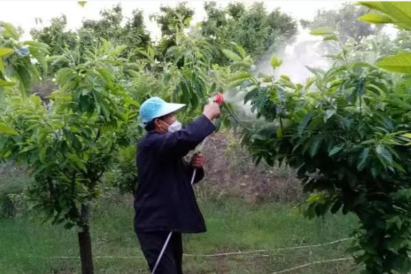 怎么对板栗施肥，采收前追施尿素和氯化钾