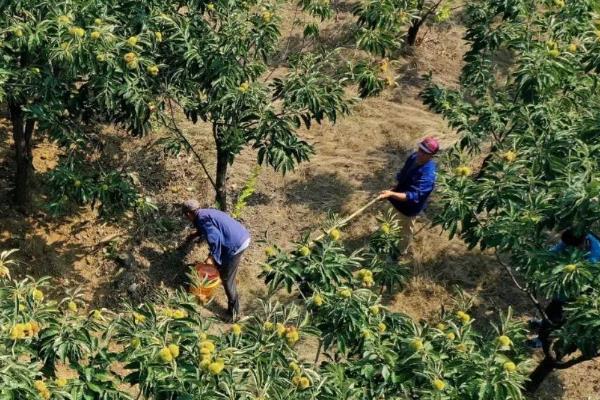 怎么对板栗施肥，采收前追施尿素和氯化钾