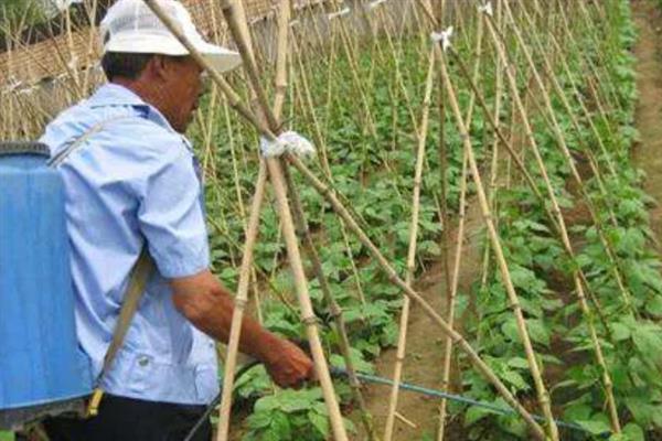 豆角上的腻虫子如何防治，可以用洗衣粉和尿素防治