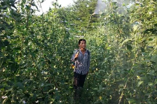 豆角上的腻虫子如何防治，可以用洗衣粉和尿素防治