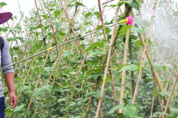 豆角上的腻虫子如何防治，可以用洗衣粉和尿素防治