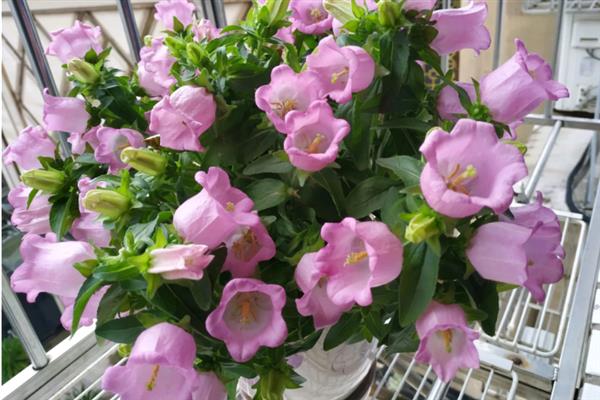 风铃花怎么养殖，冬季要将室温控制在10℃以上