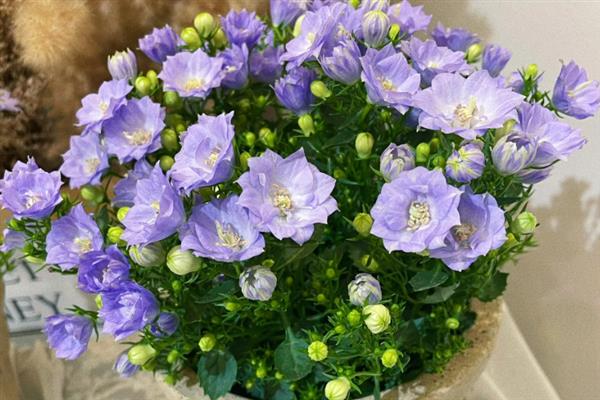 风铃花怎么养殖，冬季要将室温控制在10℃以上