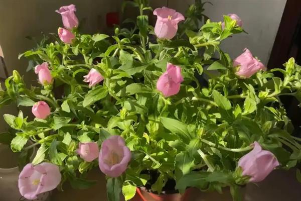 风铃花怎么养殖，冬季要将室温控制在10℃以上