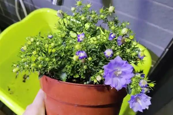 风铃花怎么养殖，冬季要将室温控制在10℃以上