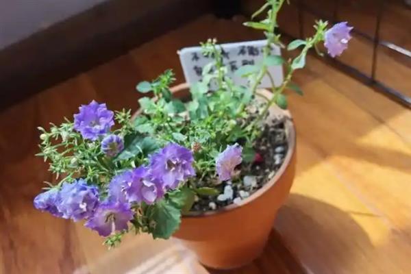 风铃花怎么养殖，冬季要将室温控制在10℃以上