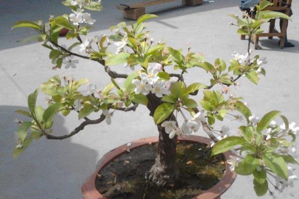 平安树叶子发黄掉落如何补救，需及时更换盆土