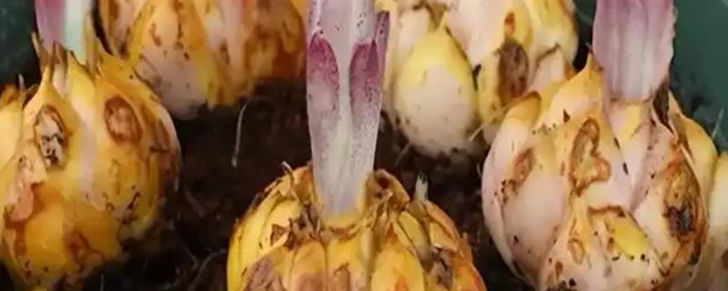 香水百合的种植方法，选择紫砂盆种植为佳