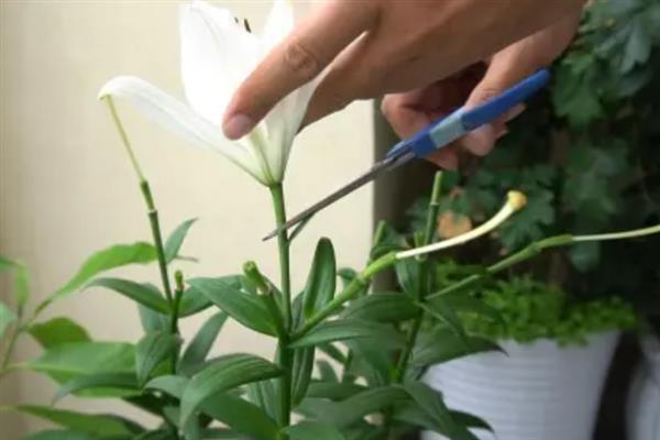香水百合的种植方法，选择紫砂盆种植为佳